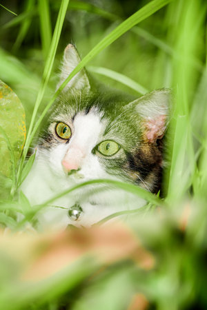 Black cat playing on green grass. Cute cat playing on the grassの写真素材