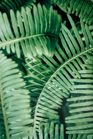 Green leaves tropical forest green plantsの写真素材