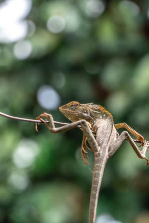 Chameleon animal up close. Asian chameleon in the close-up photoの写真素材