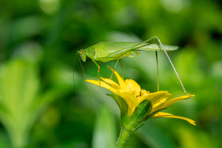 A photo of an insect animal on a yellow flower in the wild
