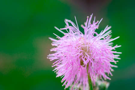 A macro photo of pink flowersの写真素材