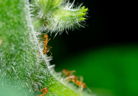 A macro photo of the red ant animalの写真素材