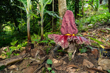 Titan Arum flowers that grow in the wildの写真素材