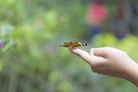 Beautiful Butterfly Sitting on The Hand in Jungleの写真素材