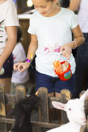 Beautiful Girl feeds white goat at the Zooの写真素材