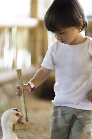 Little Boy feeds Turkey at the Zooの写真素材