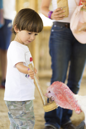 Little Boy feeds Turkey at the Zooの写真素材