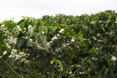 Coffee Plantation In Colombia, Red Coffee Beans on a Branch of Treeの写真素材
