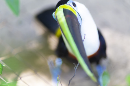 Beautiful Chestnut-Mandibled Toucan in Jungleの写真素材