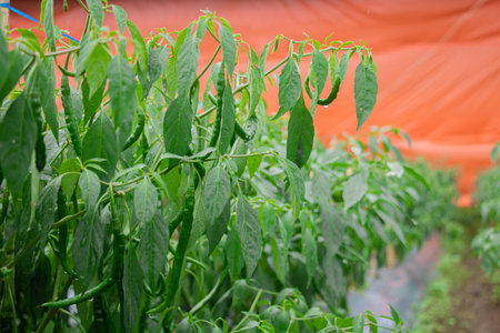 Green chilies that are still growing on the treeの写真素材