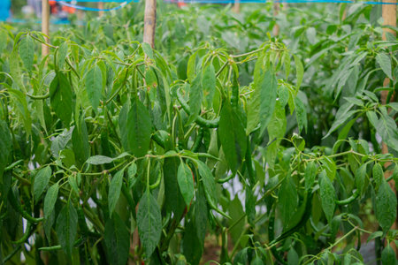 Green chilies that are still growing on the tree