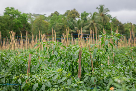 Green chilies that are still growing on the treeの写真素材