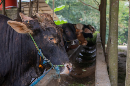 Sustainable, agriculture and cows eating on a farm for health, wellness and dairy supply. Industry, farming and cattle feeding outdoor in eco friendly, nature or livestock environment in countryside.の写真素材