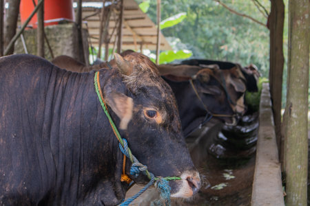 Sustainable, agriculture and cows eating on a farm for health, wellness and dairy supply. Industry, farming and cattle feeding outdoor in eco friendly, nature or livestock environment in countryside.の写真素材