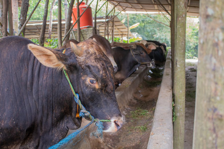Sustainable, agriculture and cows eating on a farm for health, wellness and dairy supply. Industry, farming and cattle feeding outdoor in eco friendly, nature or livestock environment in countryside.の写真素材