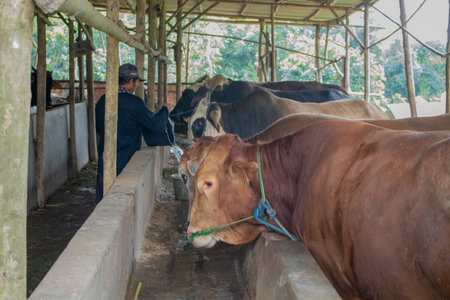 Sustainable, agriculture and cows eating on a farm for health, wellness and dairy supply. Industry, farming and cattle feeding outdoor in eco friendly, nature or livestock environment in countryside.の写真素材