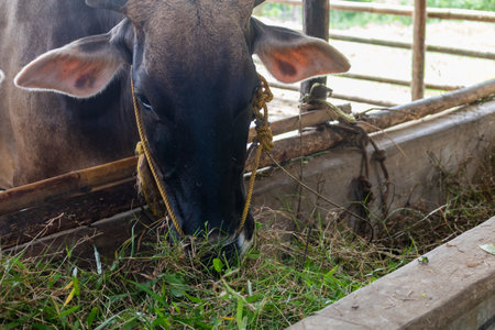 Sustainable, agriculture and cows eating on a farm for health, wellness and dairy supply. Industry, farming and cattle feeding outdoor in eco friendly, nature or livestock environment in countryside.の写真素材
