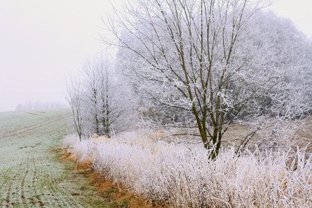 dramatic country landscape cold and frosty day stock photoの写真素材