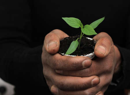 Close-up of a man's hands holding a small seedling in a potの写真素材