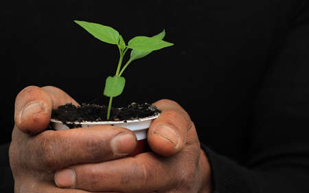 A man holding a small seedling in his hands. Close-up.の写真素材