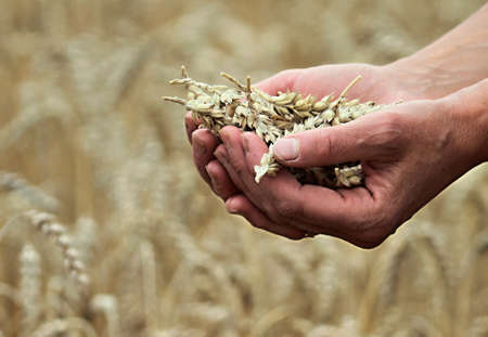 Wheat in the hands of a farmer on a wheat field background