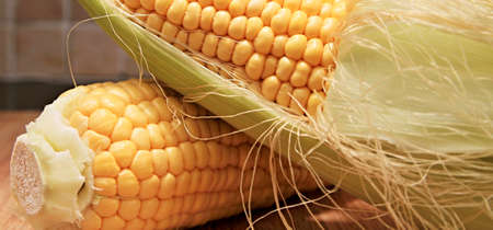 Fresh corn on cobs on wooden table, closeup. Banner design