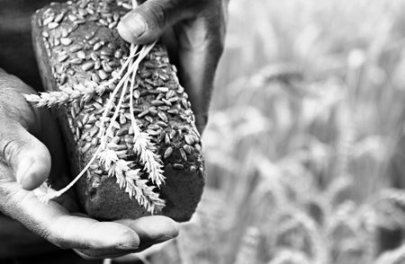 Close up of male hands holding freshly baked bread in wheat field.の写真素材