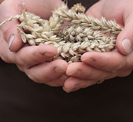 Wheat grains in the hands of a farmer on a brown background