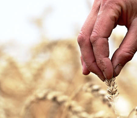 Farmer's hand in wheat field, closeup. Harvesting concept