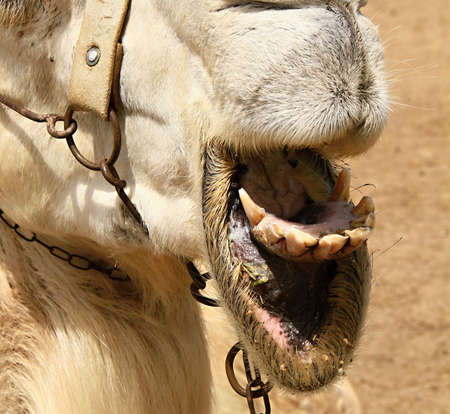 Close-up of a camel with open mouth and teeth sticking outの写真素材