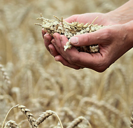 Wheat in the hands of a farmer on a wheat field.の写真素材