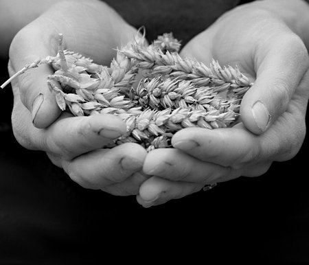 Wheat in the hands of a farmer. Black and white.の写真素材