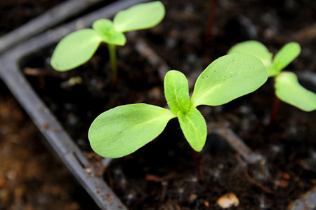 Green seedling illustrating concept of new life and natural growing from seedの写真素材