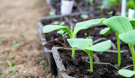 Young seedlings in the soil in the garden.