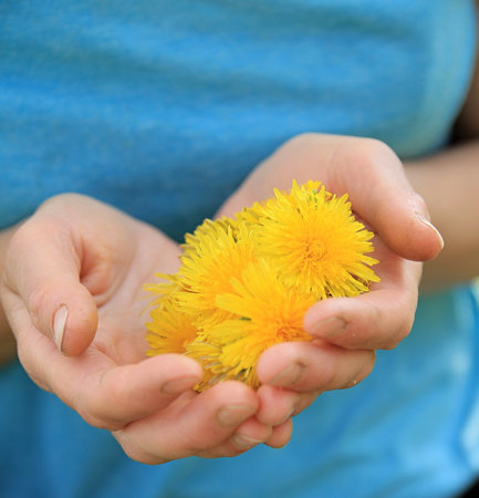 Yellow dandelions in the hands of a child close-upの写真素材