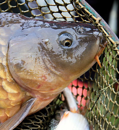 Close up of carp fish in a fishing net on a sunny dayの写真素材