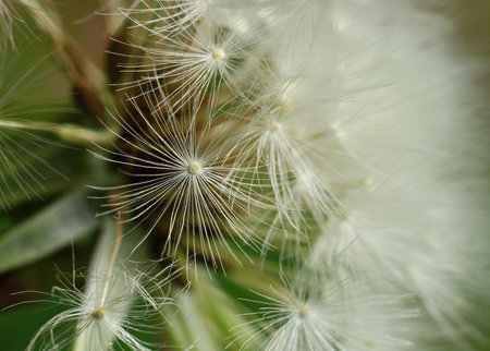 Macro of dandelion seeds on green background, shallow depth of fieldの写真素材
