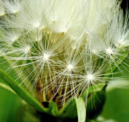 Macro shot of white fluffy dandelion flower. Selective focus.の写真素材