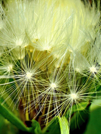 white dandelion flower close-up macro photo, selective focusの写真素材