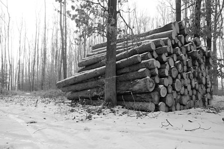 Pile of firewood in winter forest. Black and white.の写真素材
