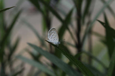 butterfly on a green leaf in the garden, close upの写真素材
