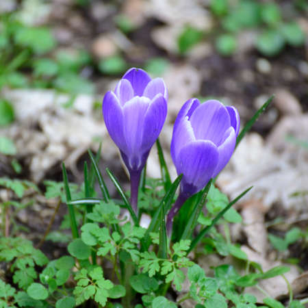 blue crocus