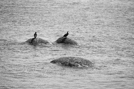 Cormorants on the rocks.