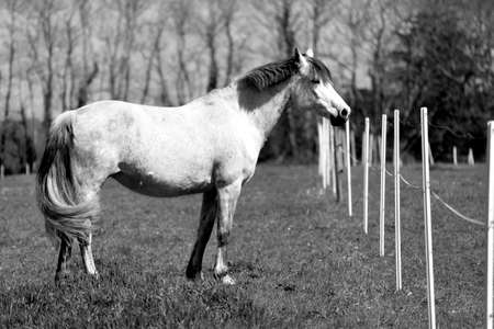 Horse at rest.の写真素材