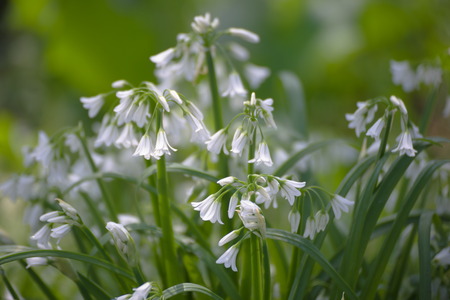 Primrose flowers.