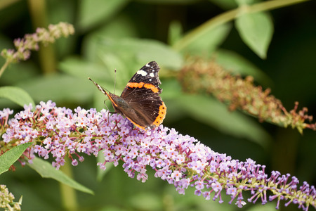 Butterfly on a flower.