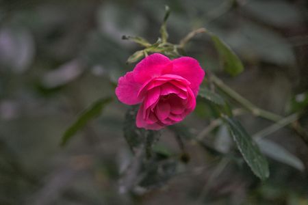 red rose blooming with blur background.の写真素材