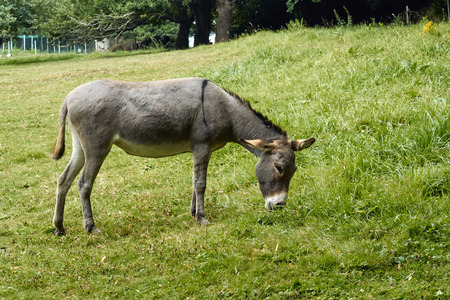 donkey eating grass in a meadow.の写真素材