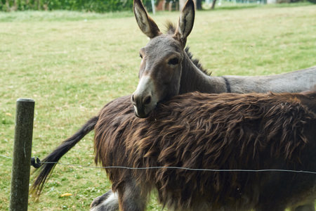 donkey ears