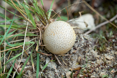 mushroom said vesse-de-loupの写真素材